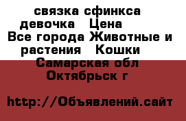 связка сфинкса. девочка › Цена ­ 500 - Все города Животные и растения » Кошки   . Самарская обл.,Октябрьск г.